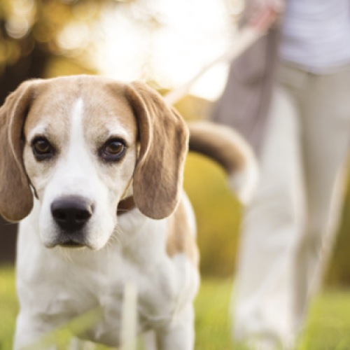 We love our furry friends	 dog