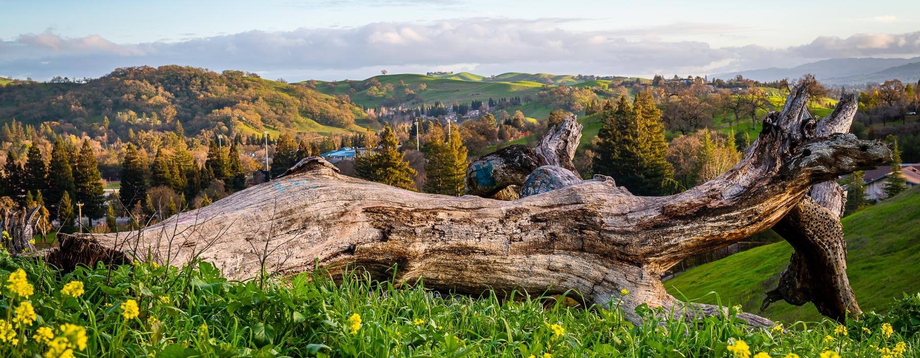 a tree stump in a field of flowers