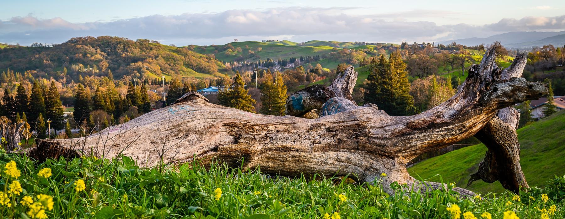 a tree stump in a field of flowers