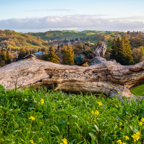 Close to the center of everything mountains with grass and flowers