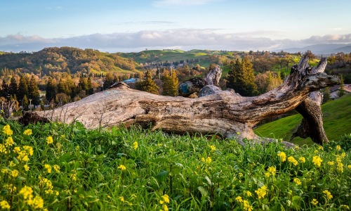 mountains with grass and flowers
