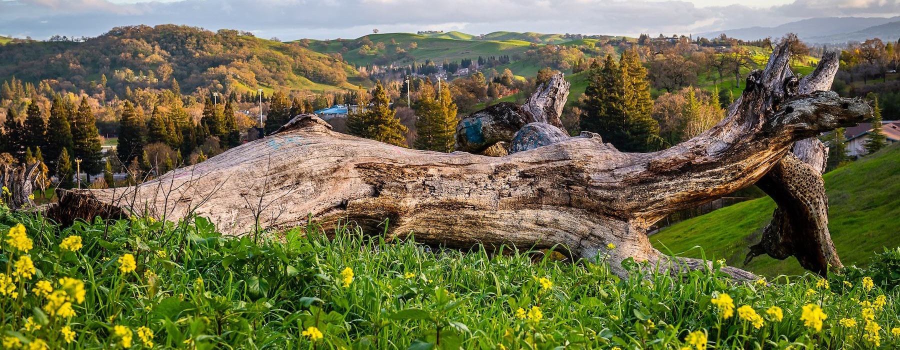 mountains with grass and flowers
